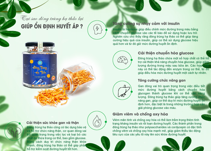 Đông trùng hạ thảo hỗ trợ ổn định huyết áp