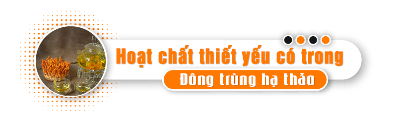 thanh phần động trung hạ thảo Kim cuong vang