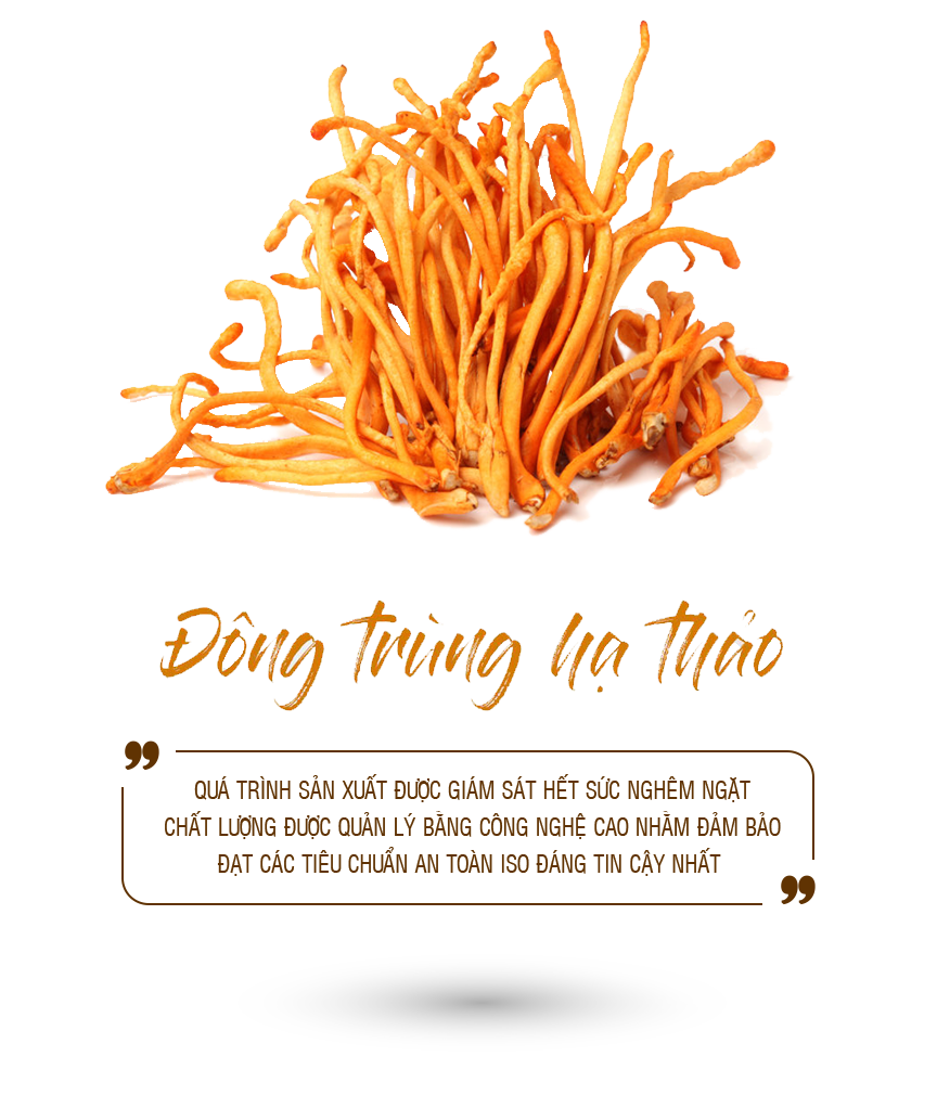 thanh phần động trung hạ thảo Kim cuong vang