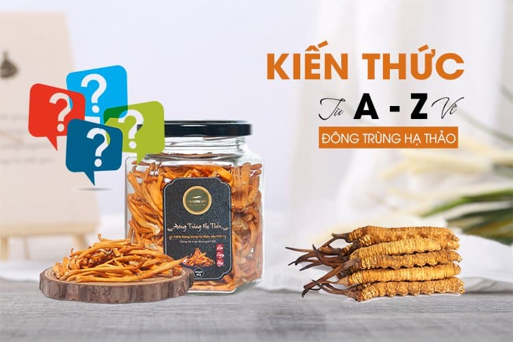 Đông trùng hạ thảo là gì? Kiến thức từ A – Z về đông trùng hạ thảo