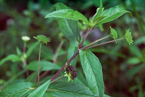 Kinh nghiệm chữa loét miệng khó chịu bằng liệu pháp thiên nhiên