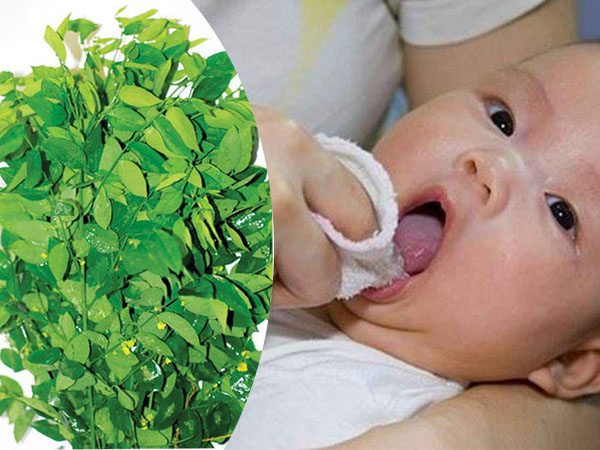 Kinh nghiệm chữa loét miệng khó chịu bằng liệu pháp thiên nhiên