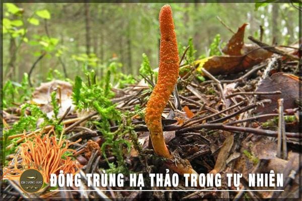 Tìm hiểu về đông trùng hạ thảo trong tự nhiên